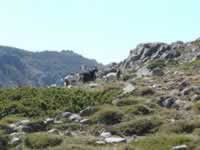 Korsika Bild 152